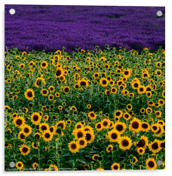 Sunflower and lavender field Acrylic by  Photofloret