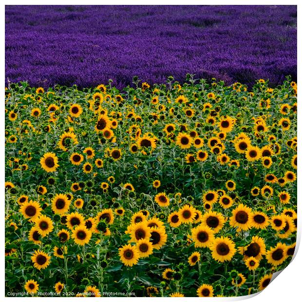 Sunflower and lavender field Print by  Photofloret