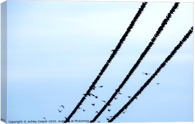 Starlings balance Canvas Print by Ashley Cooper