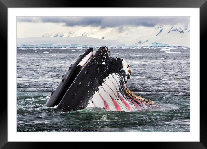 Humpback Framed Mounted Print by Ashley Cooper