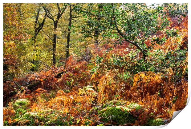 Colours of autumn Print by Ashley Cooper