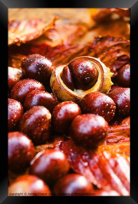conkers Framed Print by Ashley Cooper