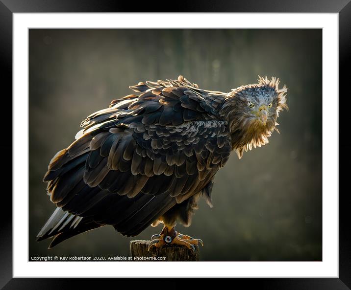 What are you looking at? Framed Mounted Print by Kev Robertson