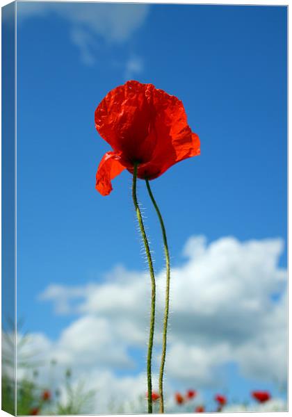 Poppies Canvas Print by Oxon Images