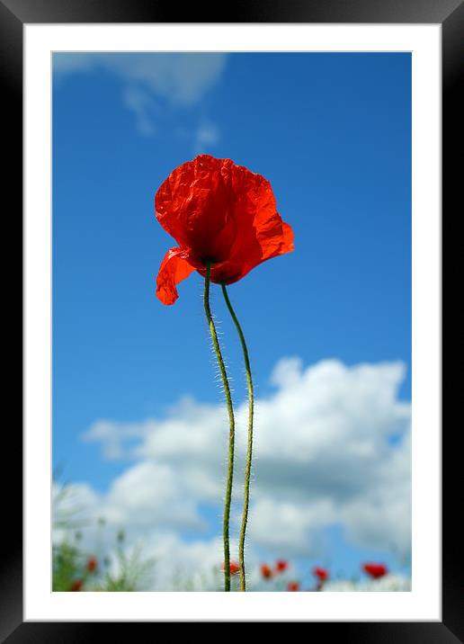 Poppies Framed Mounted Print by Oxon Images