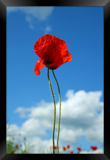 Poppies Framed Print by Oxon Images