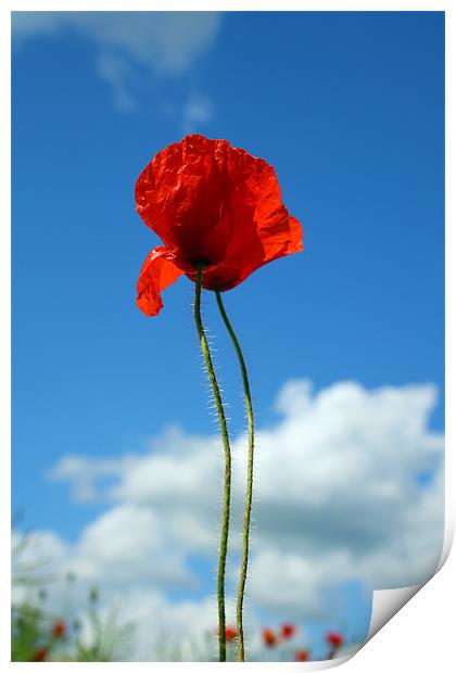 Poppies Print by Oxon Images
