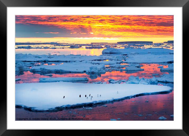 penguin sunset Framed Mounted Print by Ashley Cooper
