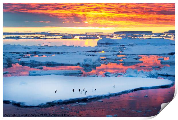 penguin sunset Print by Ashley Cooper