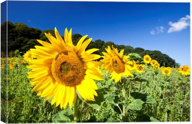 Sunflower Canvas Print by Ashley Cooper