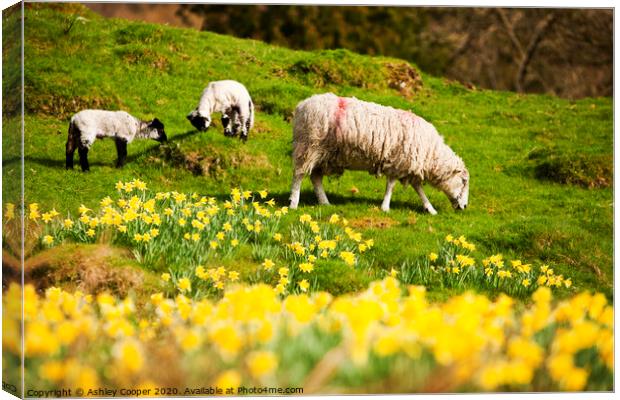Spring lamb Canvas Print by Ashley Cooper