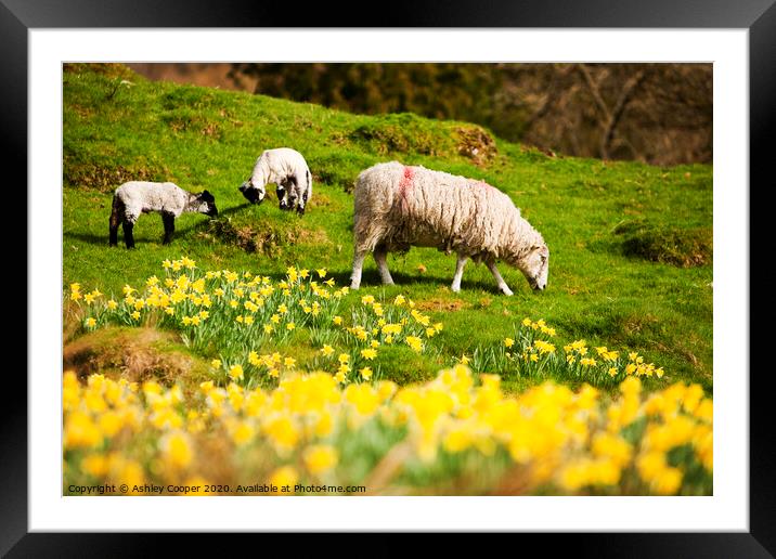 Spring lamb Framed Mounted Print by Ashley Cooper