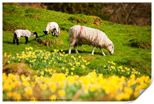 Spring lamb Print by Ashley Cooper