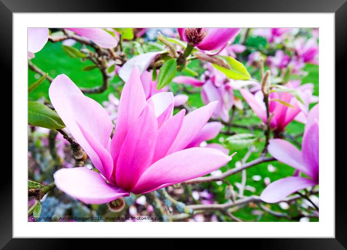 pink bloom Framed Mounted Print by Ashley Cooper