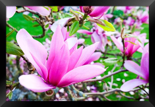 pink bloom Framed Print by Ashley Cooper