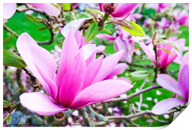pink bloom Print by Ashley Cooper