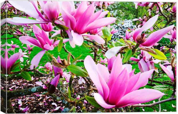pink magnolia petal Canvas Print by Ashley Cooper