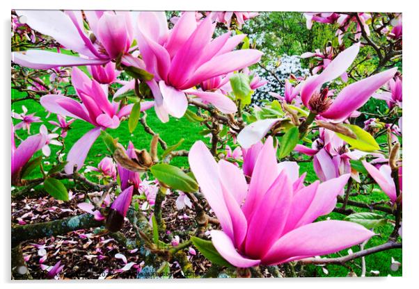 pink magnolia petal Acrylic by Ashley Cooper