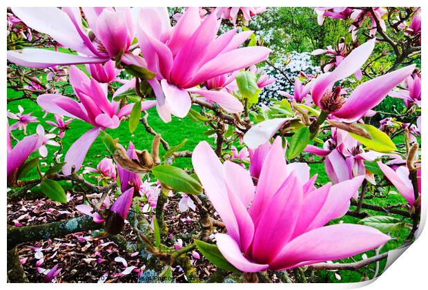 pink magnolia petal Print by Ashley Cooper