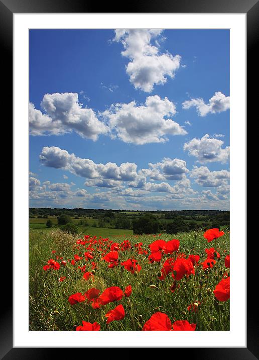 Poppies 2 Framed Mounted Print by Oxon Images