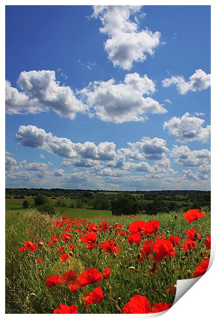 Poppies 2 Print by Oxon Images