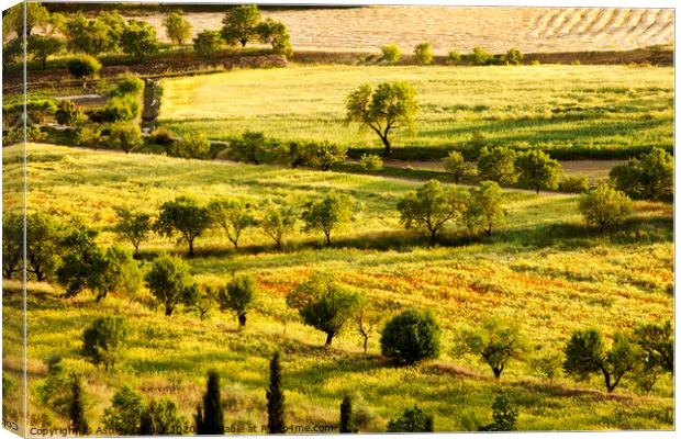 Rural. Canvas Print by Ashley Cooper