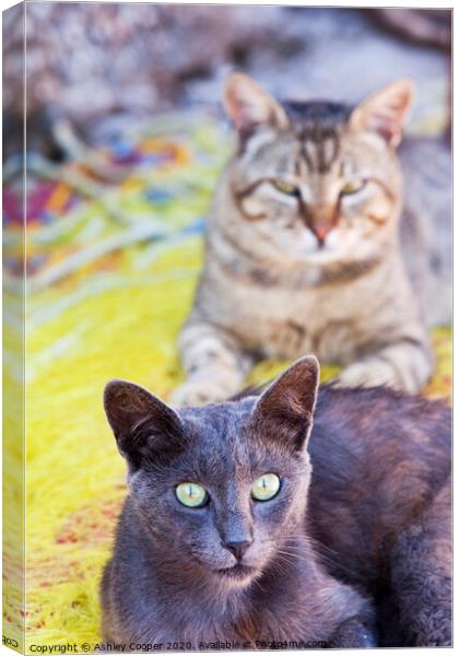 The stare Canvas Print by Ashley Cooper