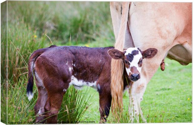 Cow calf Canvas Print by Ashley Cooper