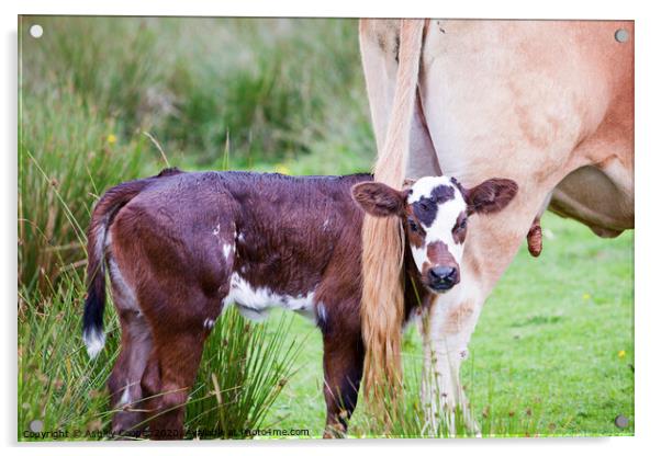 Cow calf Acrylic by Ashley Cooper