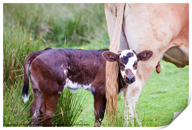 Cow calf Print by Ashley Cooper
