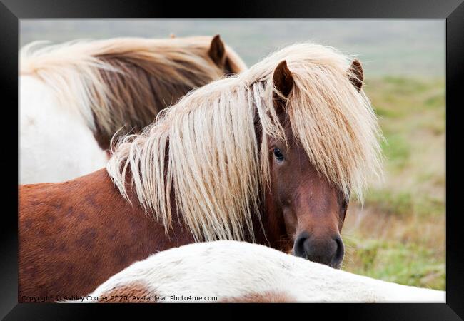 A close up of a horse Framed Print by Ashley Cooper