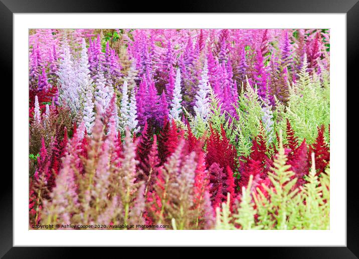 Astilbe collection. Framed Mounted Print by Ashley Cooper