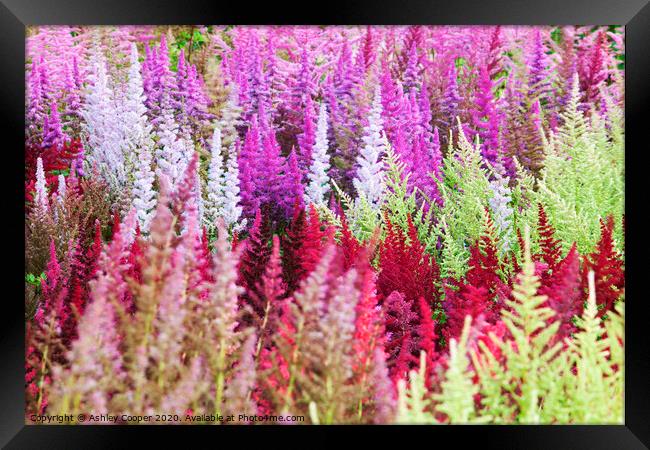 Astilbe collection. Framed Print by Ashley Cooper