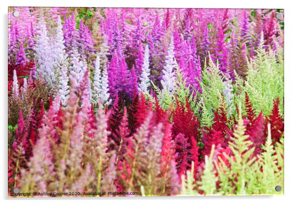 Astilbe collection. Acrylic by Ashley Cooper