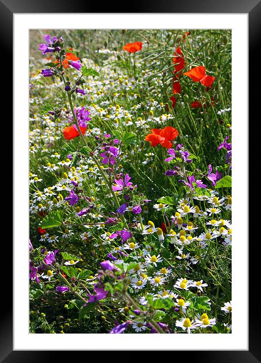 Wildflower Hedgerow Framed Mounted Print by Oxon Images