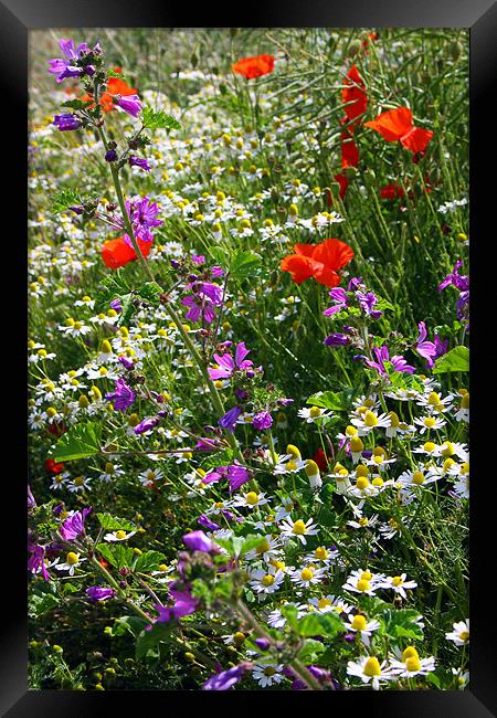 Wildflower Hedgerow Framed Print by Oxon Images