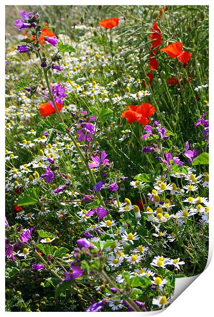 Wildflower Hedgerow Print by Oxon Images