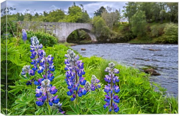 Lupines Flowering along the River Spey Canvas Print by Arterra 