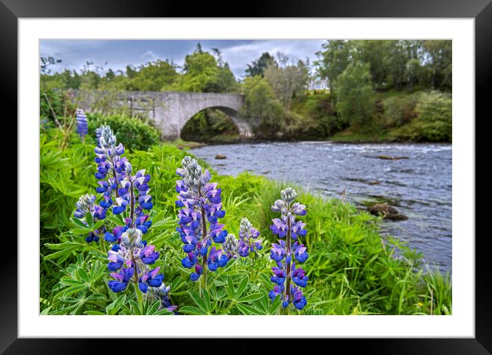 Lupines Flowering along the River Spey Framed Mounted Print by Arterra 