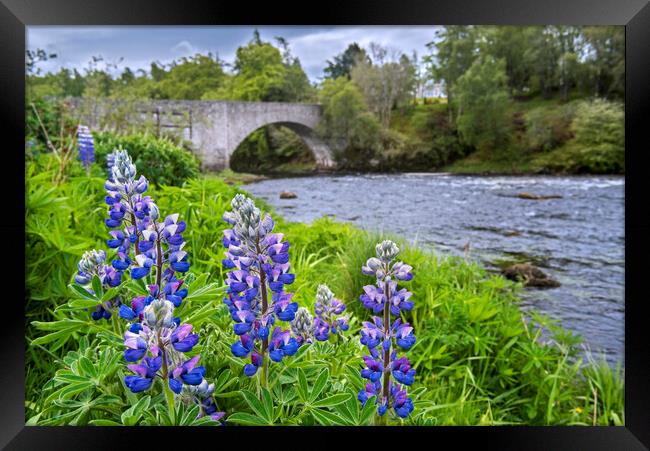 Lupines Flowering along the River Spey Framed Print by Arterra 