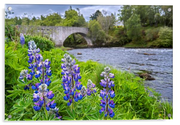 Lupines Flowering along the River Spey Acrylic by Arterra 