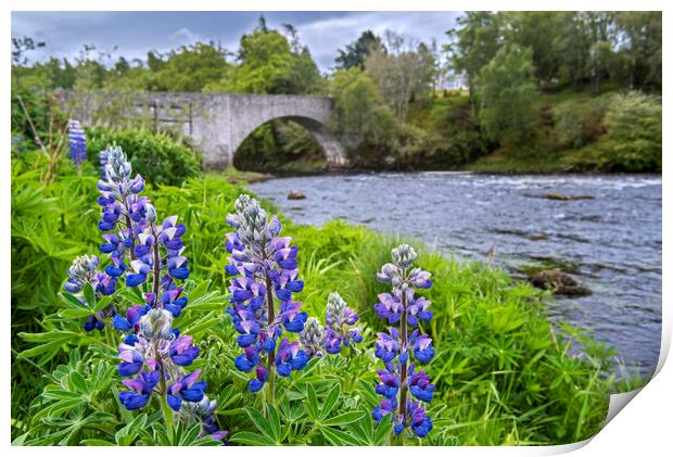 Lupines Flowering along the River Spey Print by Arterra 