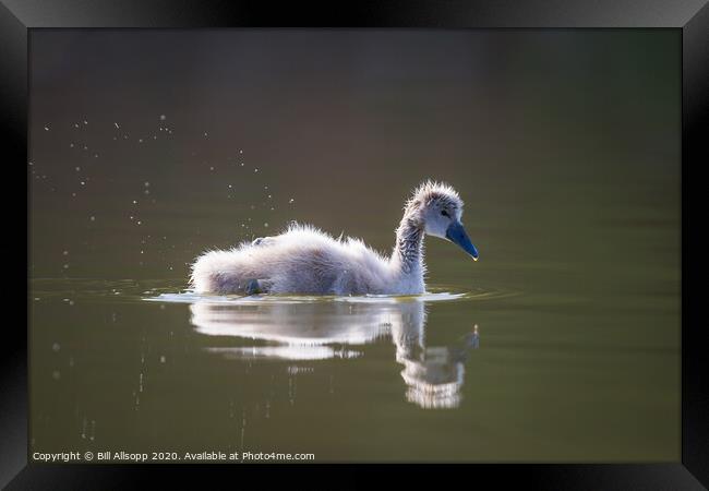 Splashing Cygnet. Framed Print by Bill Allsopp