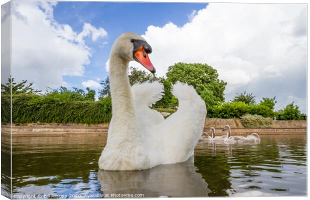 Swan with cygnets Canvas Print by Bill Allsopp