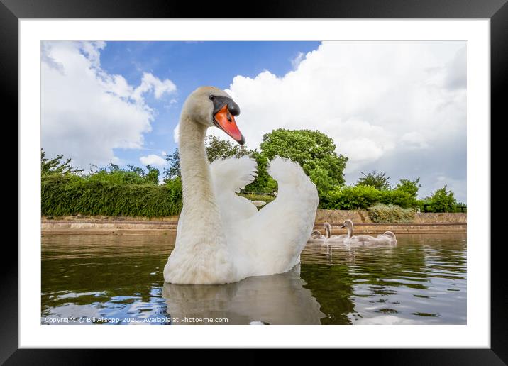 Swan with cygnets Framed Mounted Print by Bill Allsopp