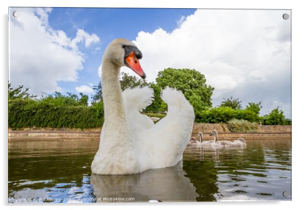 Swan with cygnets Acrylic by Bill Allsopp