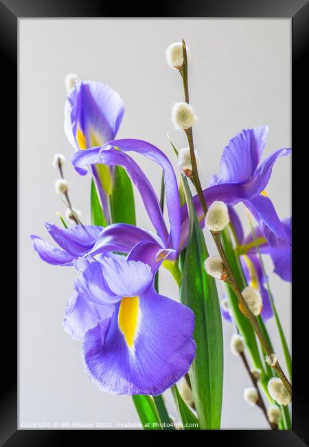 Iris and pussy Willow flowers. Framed Print by Bill Allsopp