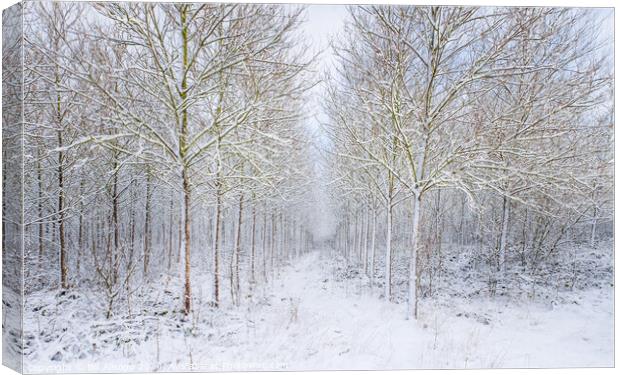 Woodland in winter. Canvas Print by Bill Allsopp