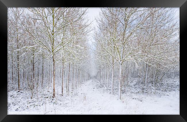 Woodland in winter. Framed Print by Bill Allsopp
