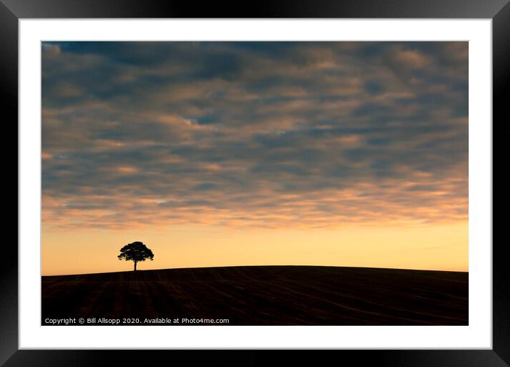 Lone tree at sunrise. Framed Mounted Print by Bill Allsopp